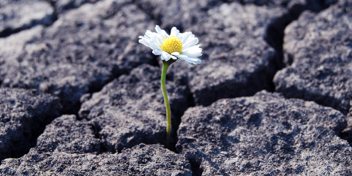 Cultivating Resilience: How to Lead Your Organization Through Uncertainty 