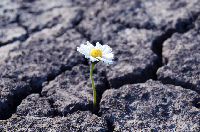 Cultivating Resilience: How to Lead Your Organization Through Uncertainty 